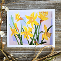 Daffodils