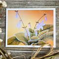 Hostas