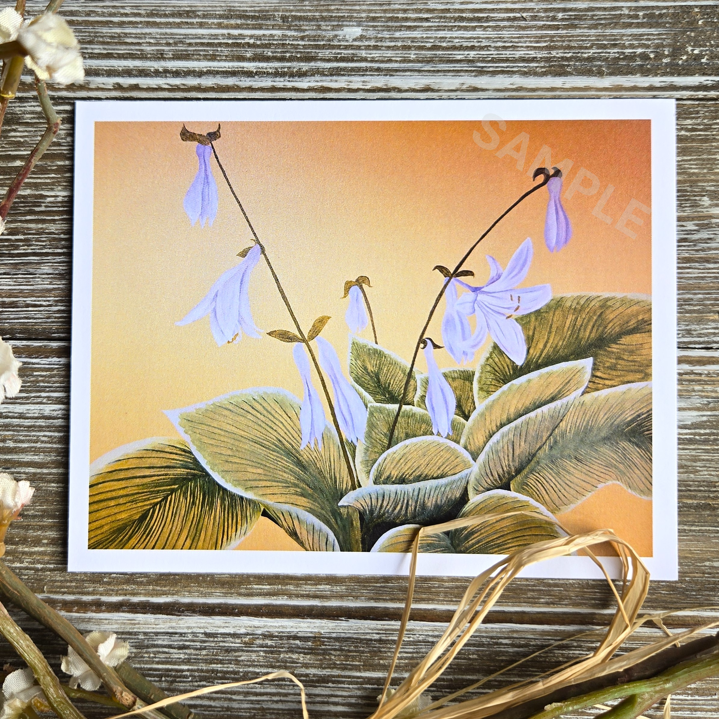Hostas