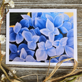 Hydrangea