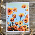 Orange Poppies