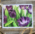 Purple Tulips