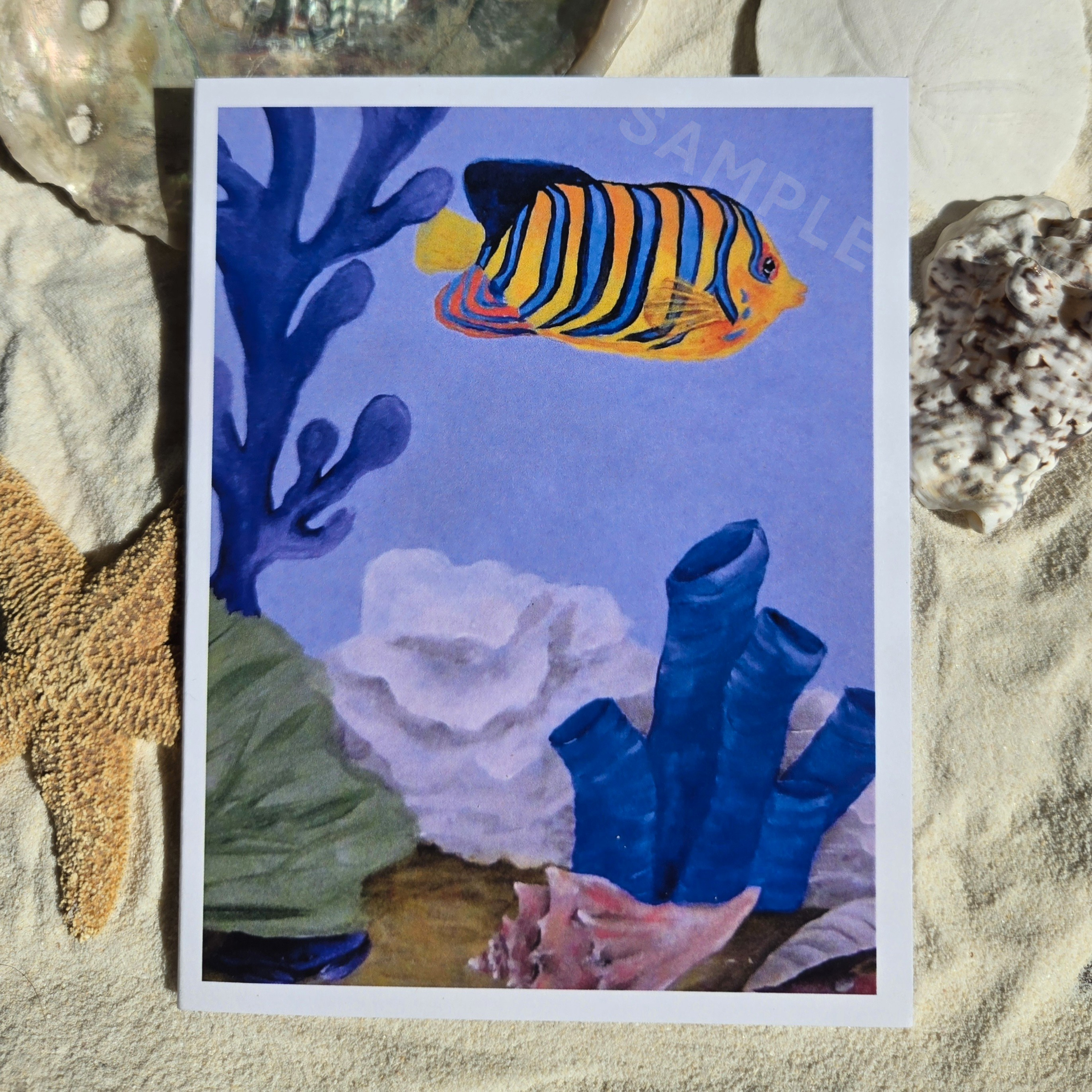 Royal Angelfish