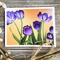 Tulips (Horizontal)